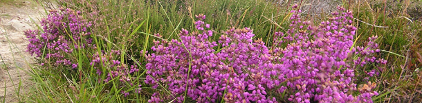 Heather