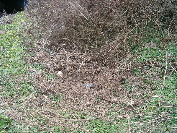 National Spring Clean