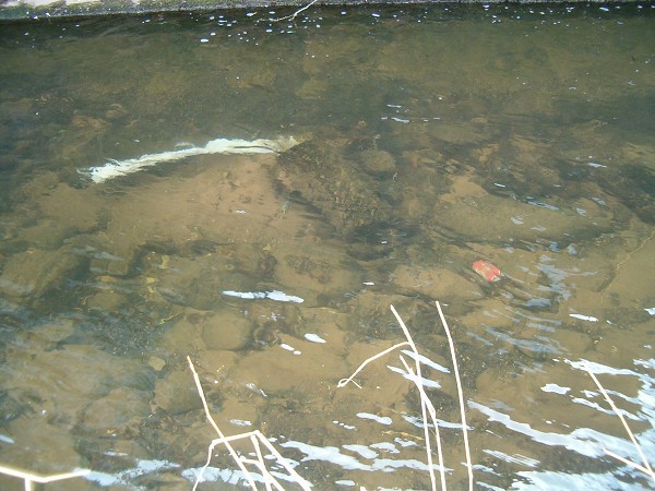 National Spring Clean