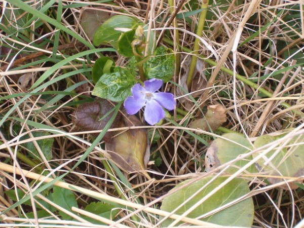National Spring Clean 2010