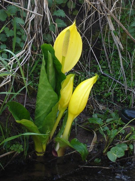 National Spring Clean 2010