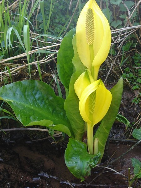 National Spring Clean 2010