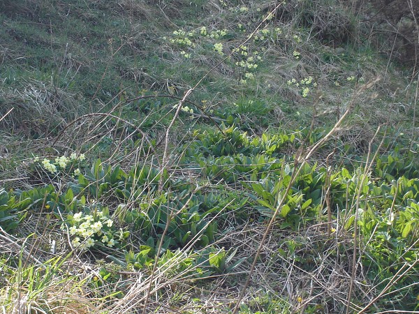 National Spring Clean 2010