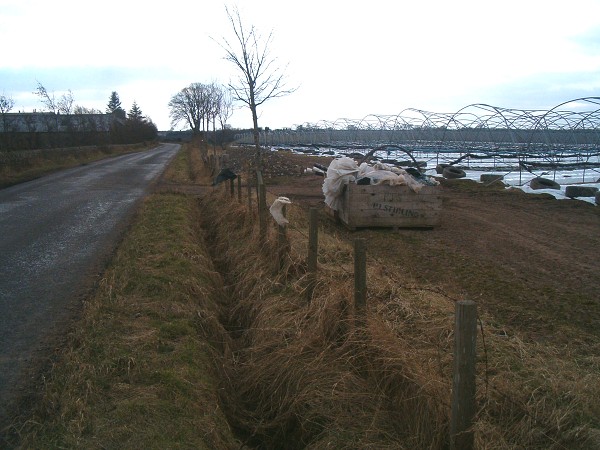 Angus Agriculture